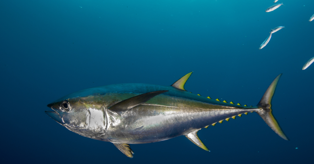 North Atlantic Albacore Tuna