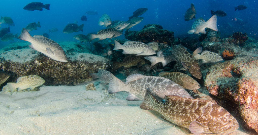 snapper grouper commercial fishing permit
