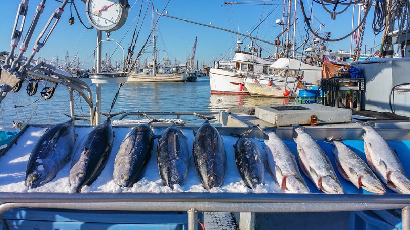 NOAA Commercial Fisheries